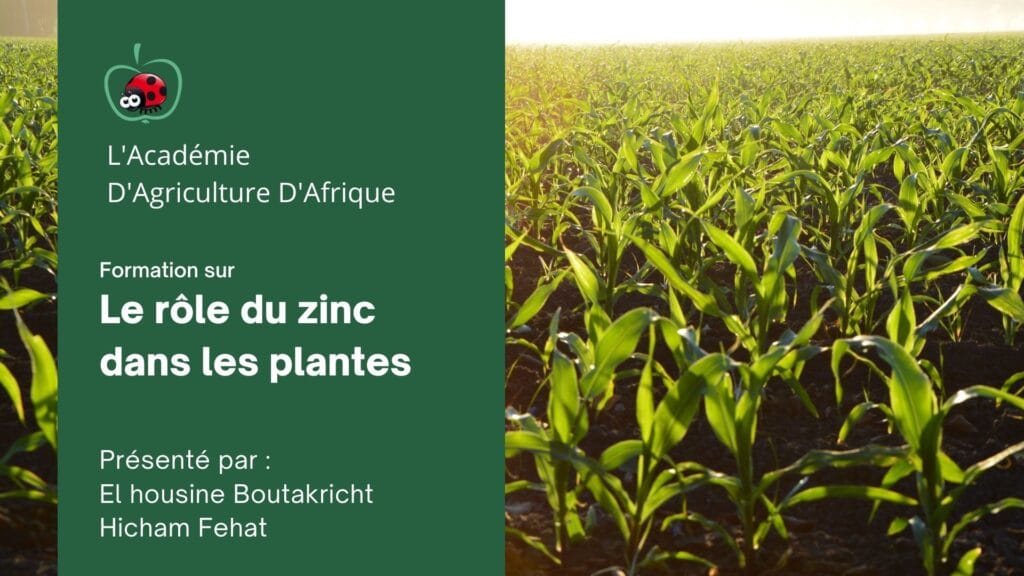 formation sur Le rôle du zinc dans les plantes