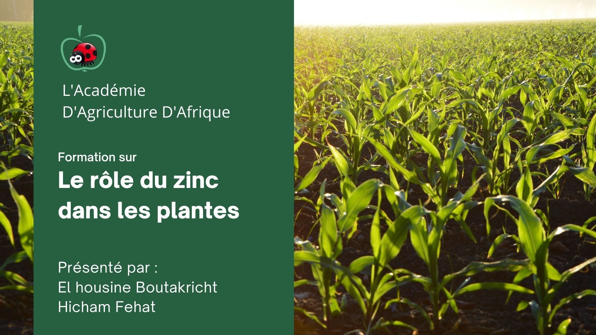 Le rôle du zinc dans les plantes